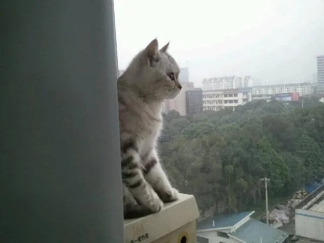 高楼住户适合养猫吗?