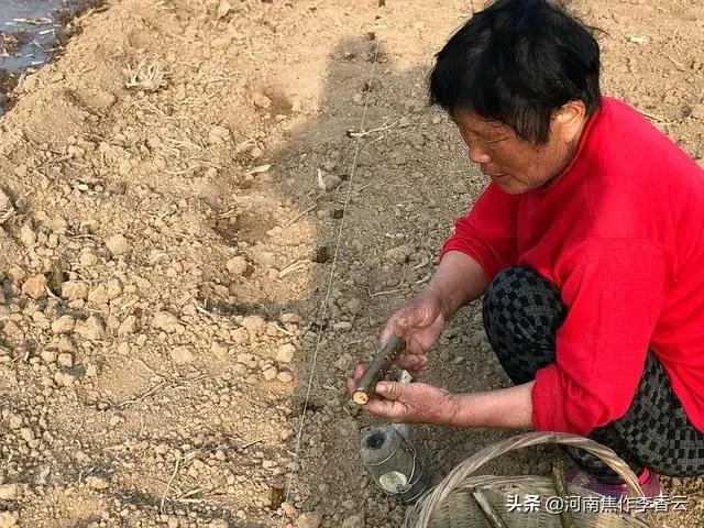 107杨树育苗扦插成活率是多少?怎么才能成活率高?