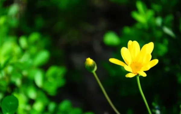 植树节是几月几日?