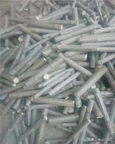 107杨树育苗扦插成活率是多少?怎么才能成活率高?