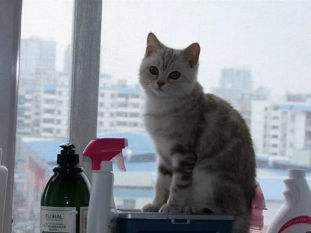 高楼住户适合养猫吗?