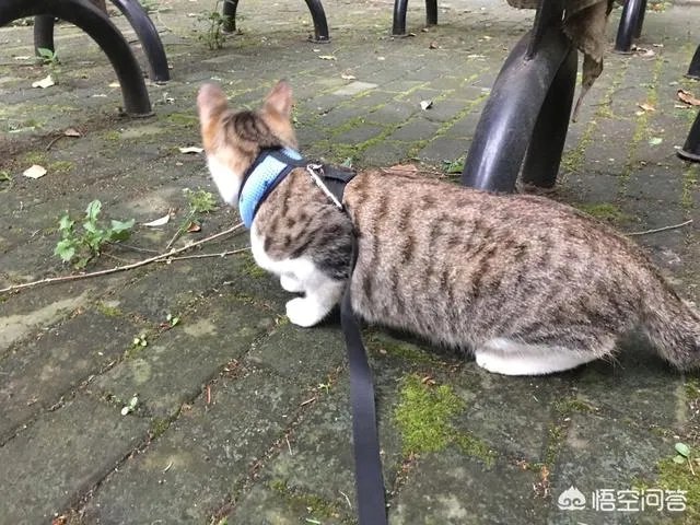 高楼住户适合养猫吗?