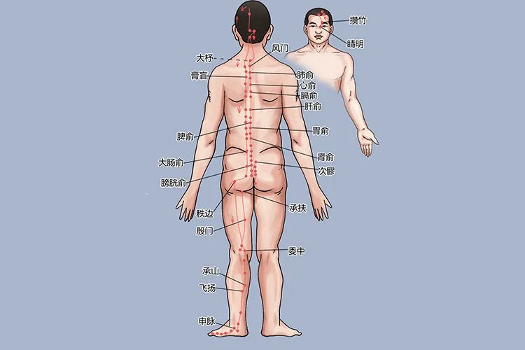 人体颈部经络图