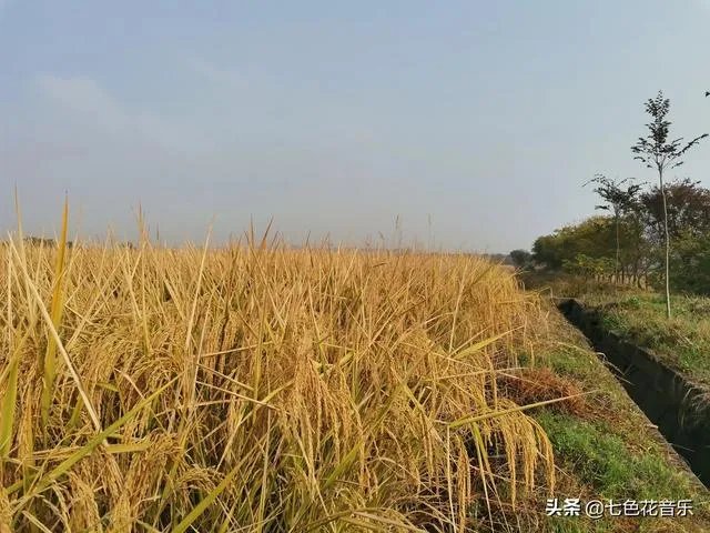 农村过去年代,为什么最容易娶到媳妇的是木匠?