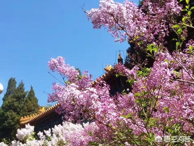 春风十里不如赏花,北京赏花指南是什么?