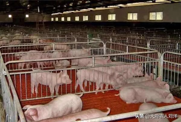 养猪效益怎样?