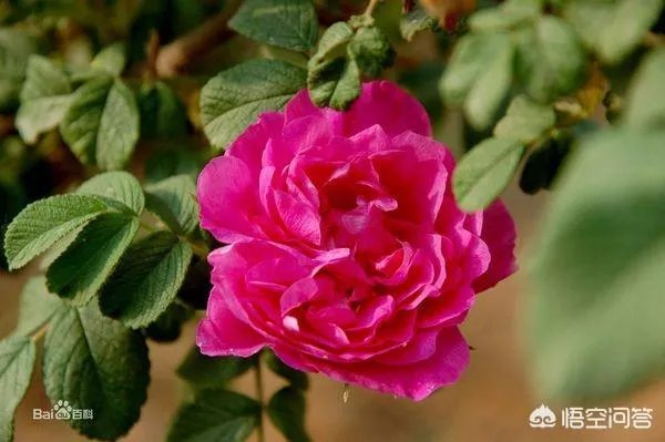 花店里卖的玫瑰明明都是月季花，可人们为什么总说是玫瑰花？