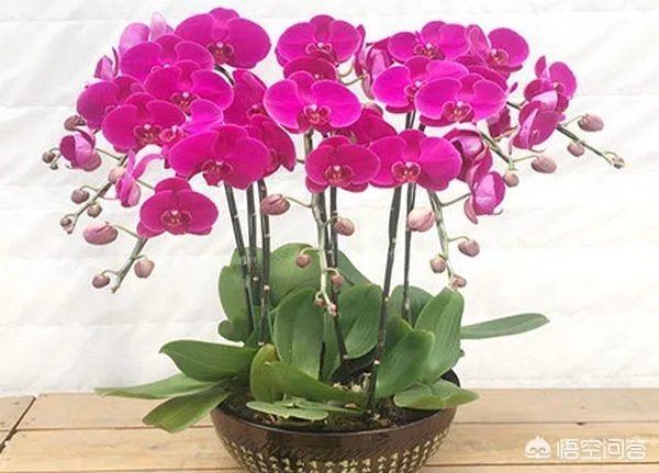 想通过种植什么东西致富,有哪些靠谱的?