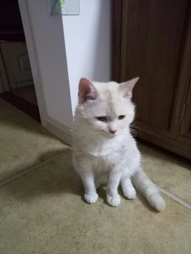 高楼住户适合养猫吗?