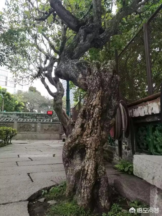一天299人集中自首,海南派出所不够用了,你怎么看?