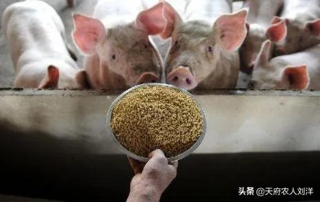 养猪效益怎样?