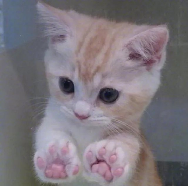 高楼住户适合养猫吗?