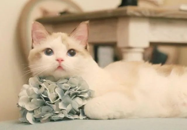 高楼住户适合养猫吗?