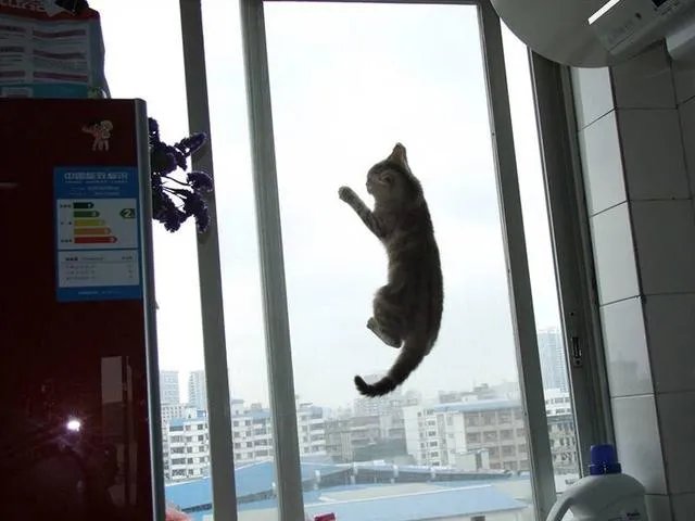 高楼住户适合养猫吗?