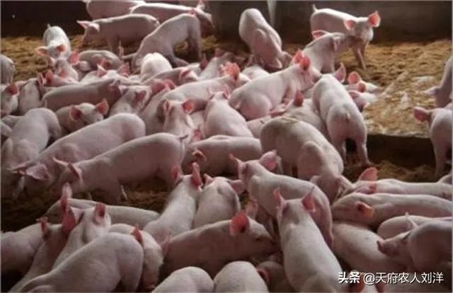 养猪效益怎样?