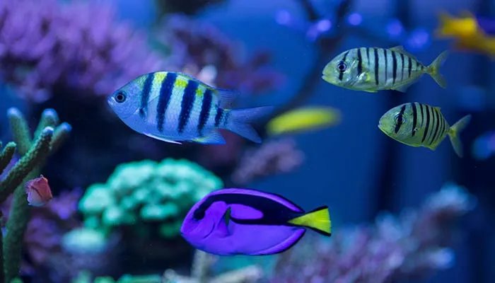 海马和鲸鱼哪个是鱼 海马和鲸鱼到底哪个是鱼