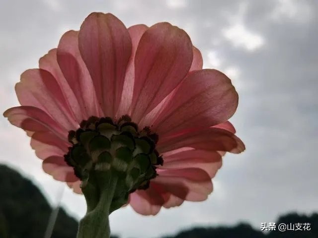 怎么看待一龙遭药水哥挑战？