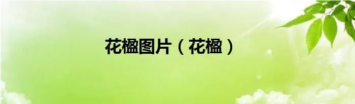 花楹图片（花楹）