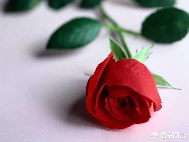 花店里卖的玫瑰明明都是月季花，可人们为什么总说是玫瑰花？