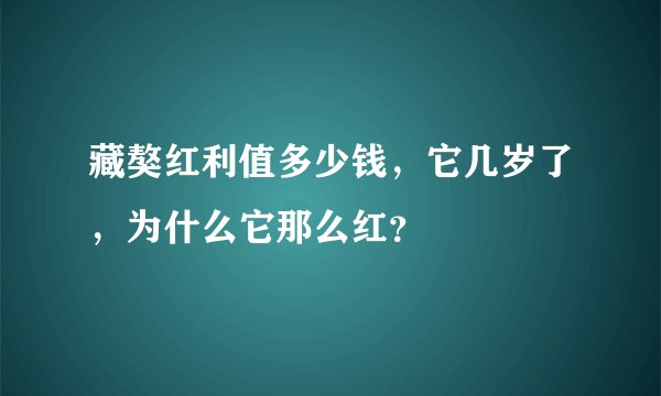 藏獒红利值多少钱,它几岁了,为什么它那么红?