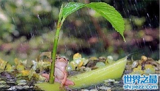 打伞树蛙是真的吗 树蛙真的存在这样的行为吗？ 