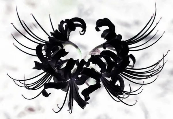 黑色彼岸花图片