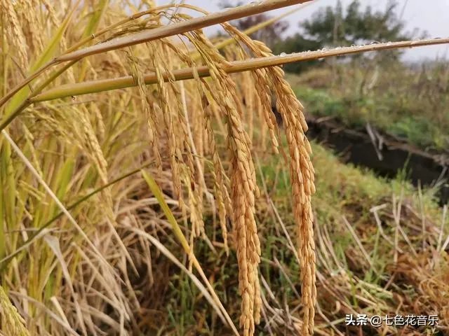 农村过去年代,为什么最容易娶到媳妇的是木匠?
