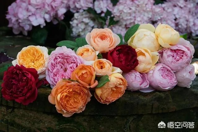 花店里卖的玫瑰明明都是月季花，可人们为什么总说是玫瑰花？