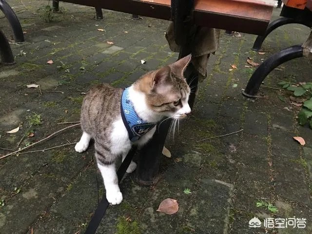 高楼住户适合养猫吗?