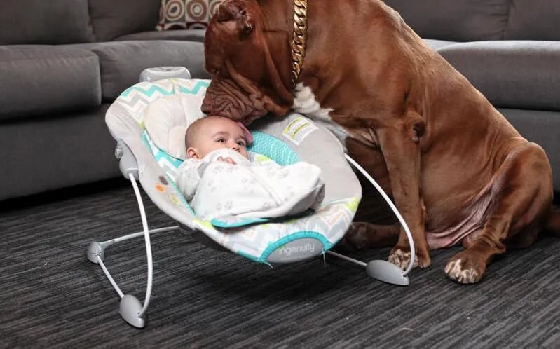 全球最大斗牛犬照顾婴儿 称其完美保姆