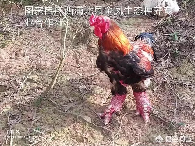 你们农村致富故事有哪些?