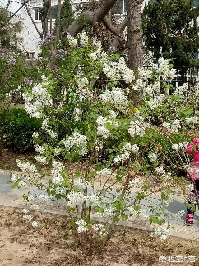 春风十里不如赏花,北京赏花指南是什么?