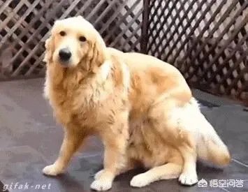 咬死过鸡的金毛会伤人吗？