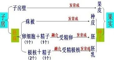 图是被子植物受精示意图，请据图回答下列问题．（1）写出图中所注标号所代表的结构的名称．①是______；②是______；③是______；④是______；⑤是______； ⑥是______；⑦是______．（2）图中所示①到达②的过程称为______；①变成③的条件是______；⑤和⑥结合的过程称为______；④将发育成______；⑦将发育成______．