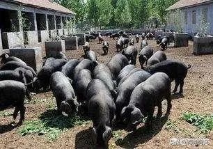养猪效益怎样?