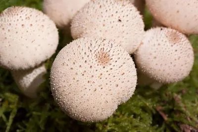 白芷川芎的功效与作用及食用方法有哪些呢