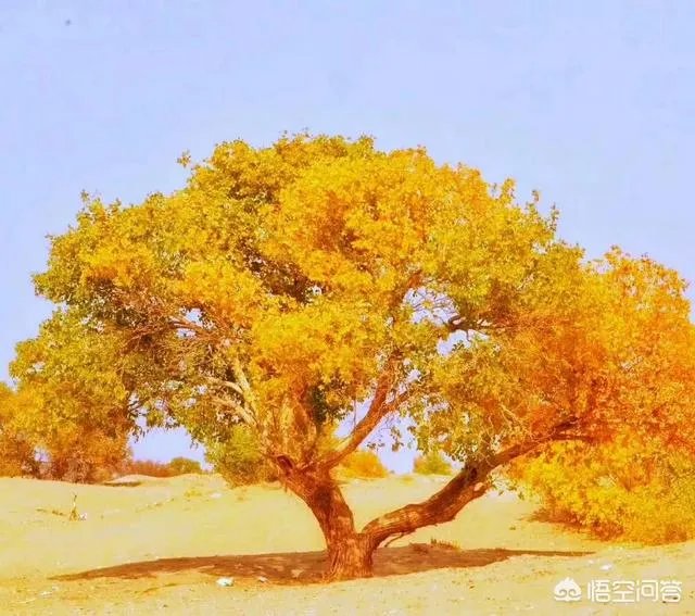 新疆塔克拉玛干沙漠能去旅游吗?