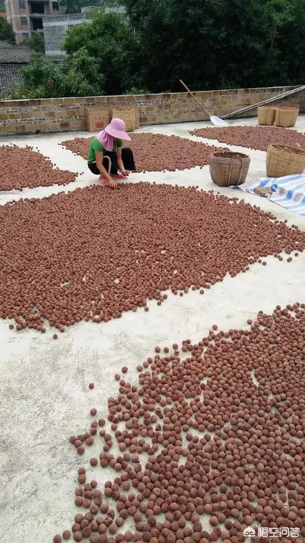 你们农村致富故事有哪些?