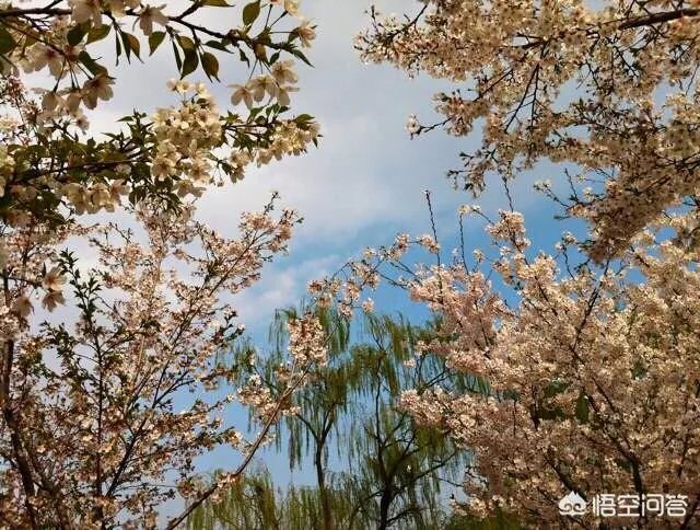 春风十里不如赏花,北京赏花指南是什么?