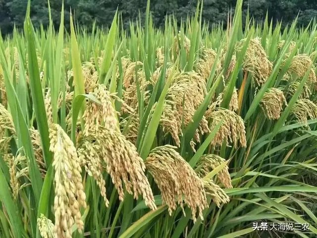 我们现在吃的大米，是袁隆平教授研发的杂交水稻吗？