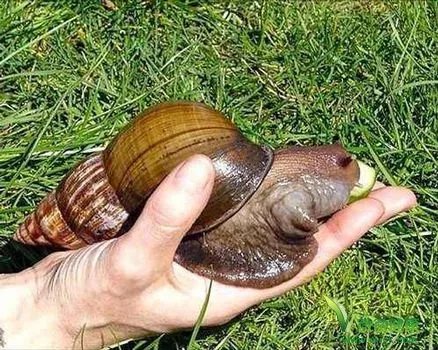 巨型蜗牛入侵南宁，这种蜗牛可以吃吗？