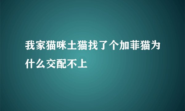 我家猫咪土猫找了个加菲猫为什么交配不上