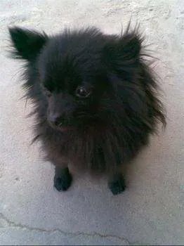 一条狐狸犬要多少钱,以及图片