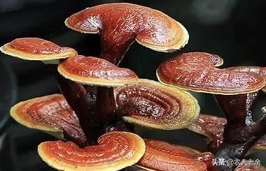 河南哪里种灵芝比较多,成规模?