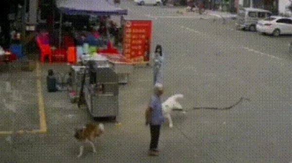 顺德牵狗女孩称不在乎他人评价,你怎么看?