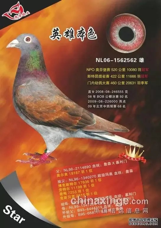 红轮信鸽