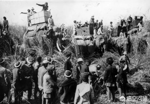 胜之不武是什么动物