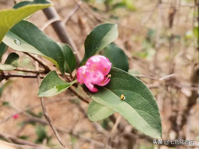 农村过去年代,为什么最容易娶到媳妇的是木匠?