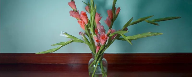 剑兰的养殖方法 剑兰怎么养殖
