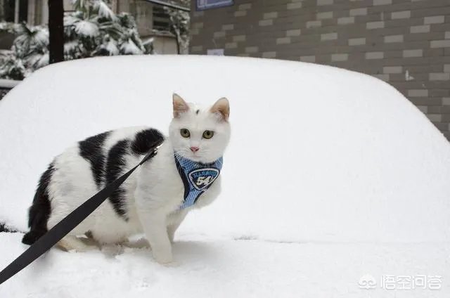 高楼住户适合养猫吗?